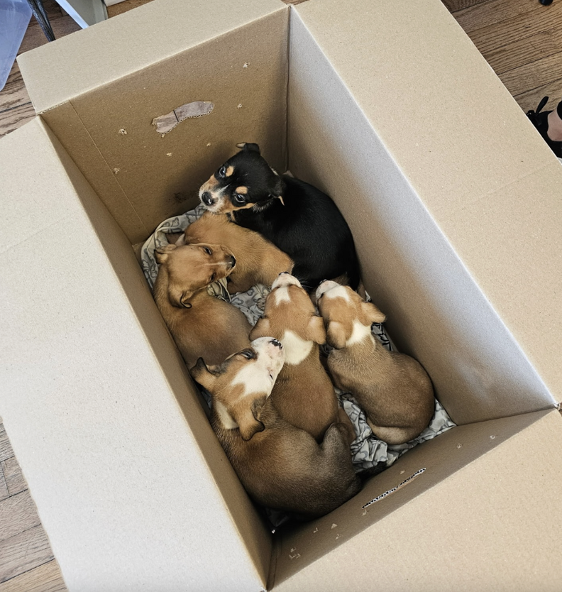 Newest Animal Rescue Employee Gasps When She Opens Mysterious Box At Door
