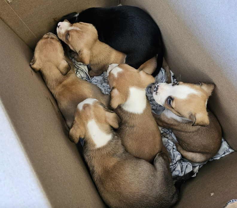 Newest Animal Rescue Employee Gasps When She Opens Mysterious Box At Door