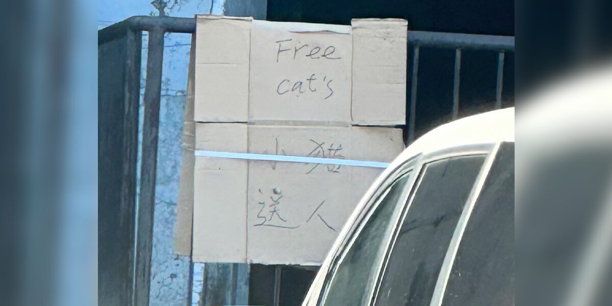 Warehouse Hangs ‘Free Cats’ Sign Out Front And New York City Residents Rush In To Help Warehouse Hangs ‘Free Cats’ Sign Out Front And New York City Residents Rush In To Help