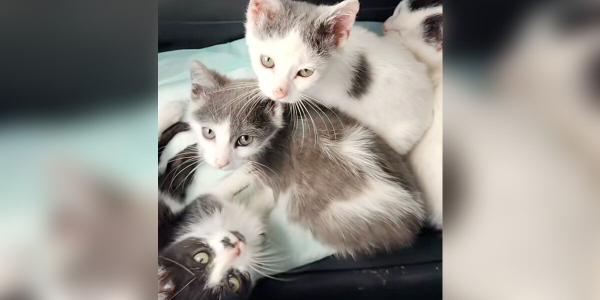 ADOT the kitten close-up