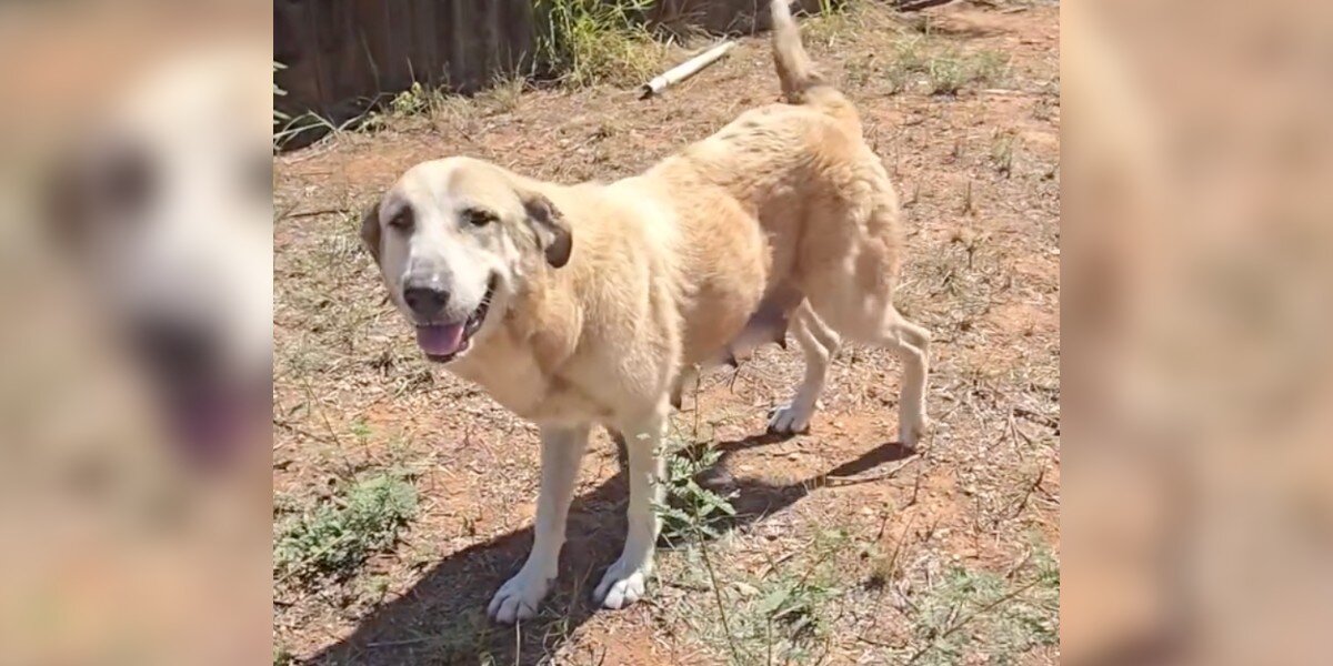 Mama Dog Crawls Under Fence To Escape Neglect — Then Finds Help For Her Puppies Mama Dog Crawls Under Fence To Escape Neglect — Then Finds Help For Her Puppies