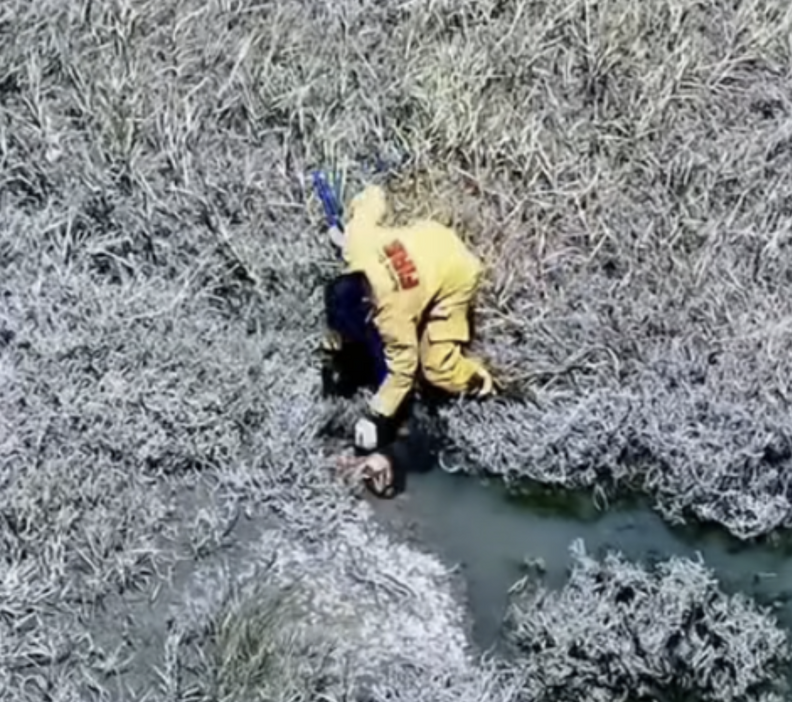 犬を救助する様子
