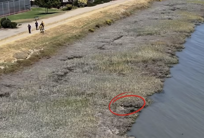 犬が運河で泳いでいる様子