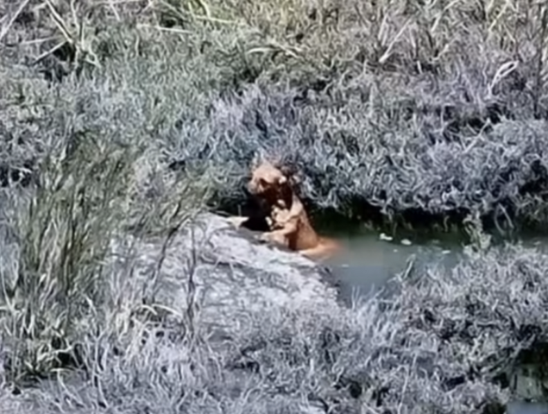 犬が岸に近づく様子