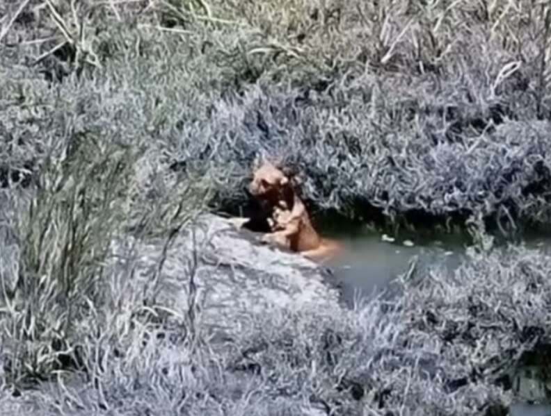 犬が岸に近づく様子