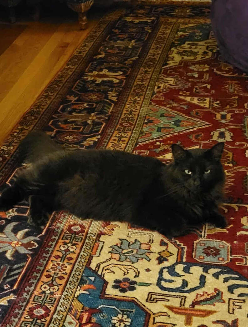 Nemo the cat lounging indoors