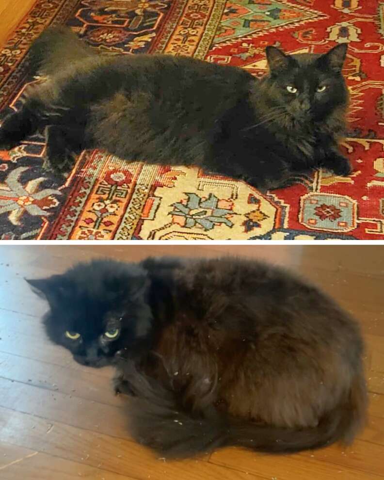 Black cat with yellow eyes looking mysterious