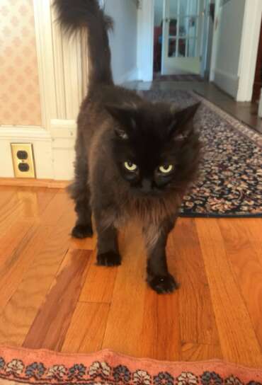 Fluffy black cat resembling Nemo found outside