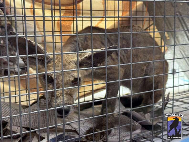 キツネの喜ぶ姿