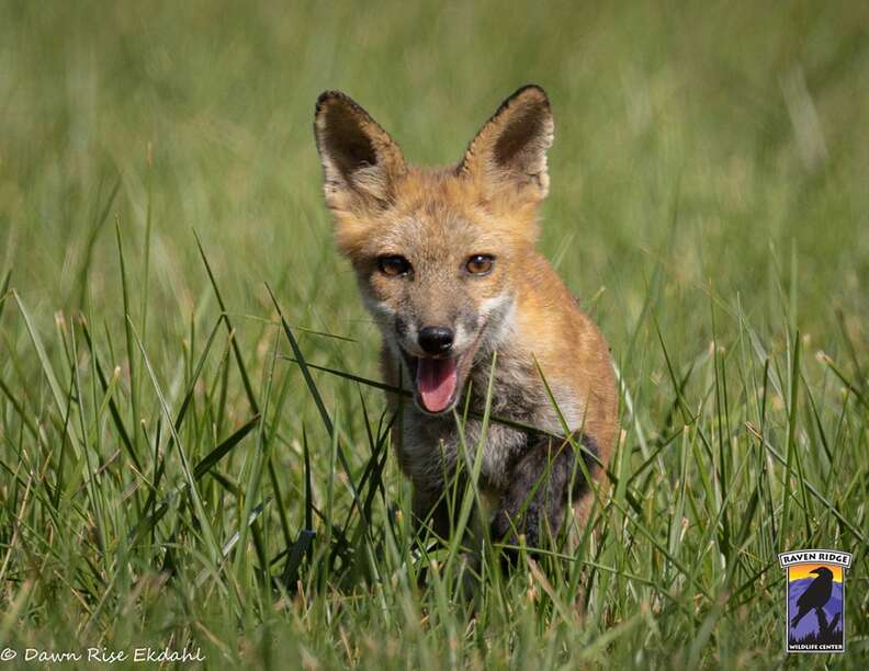 キツネの旅立ち