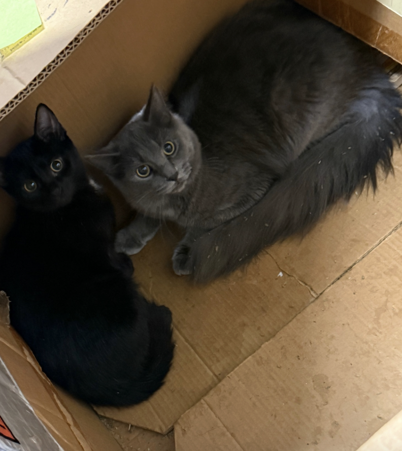 cats in box 