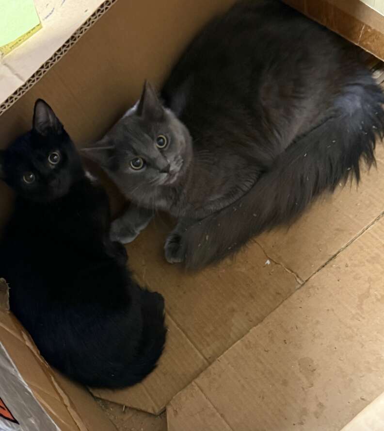 cats in box
