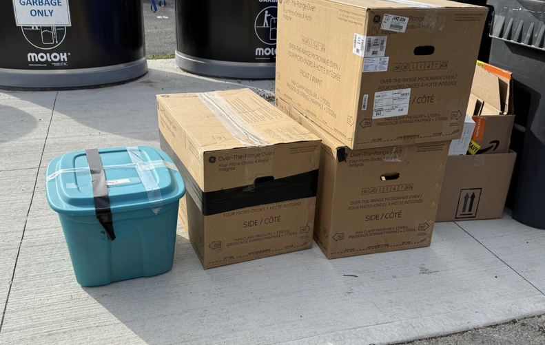 捨てられた猫たち