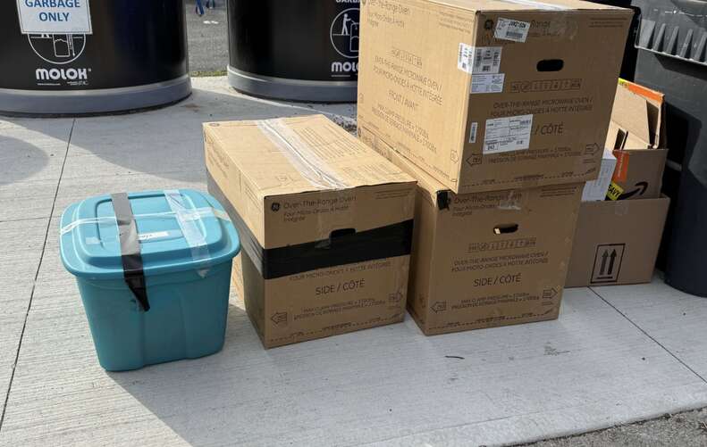 捨てられた猫たち