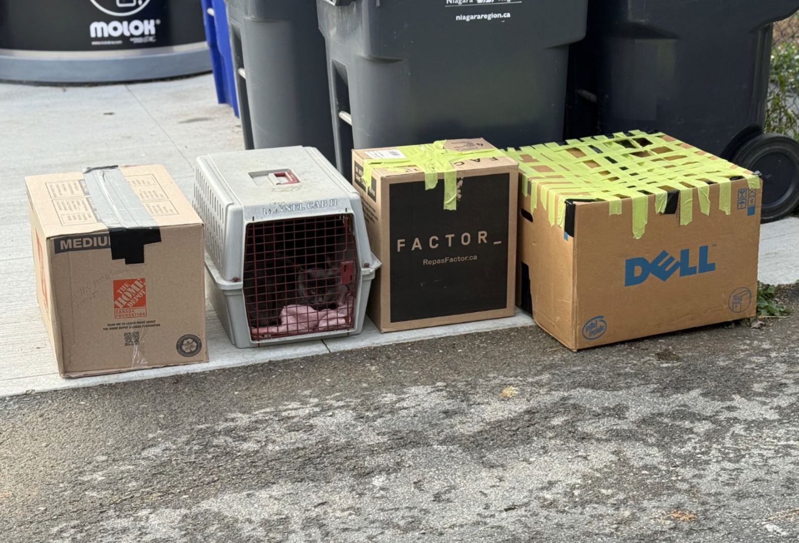 Rescue Staff Check Recycling And Find 14 Animals Abandoned In Taped-Up ...