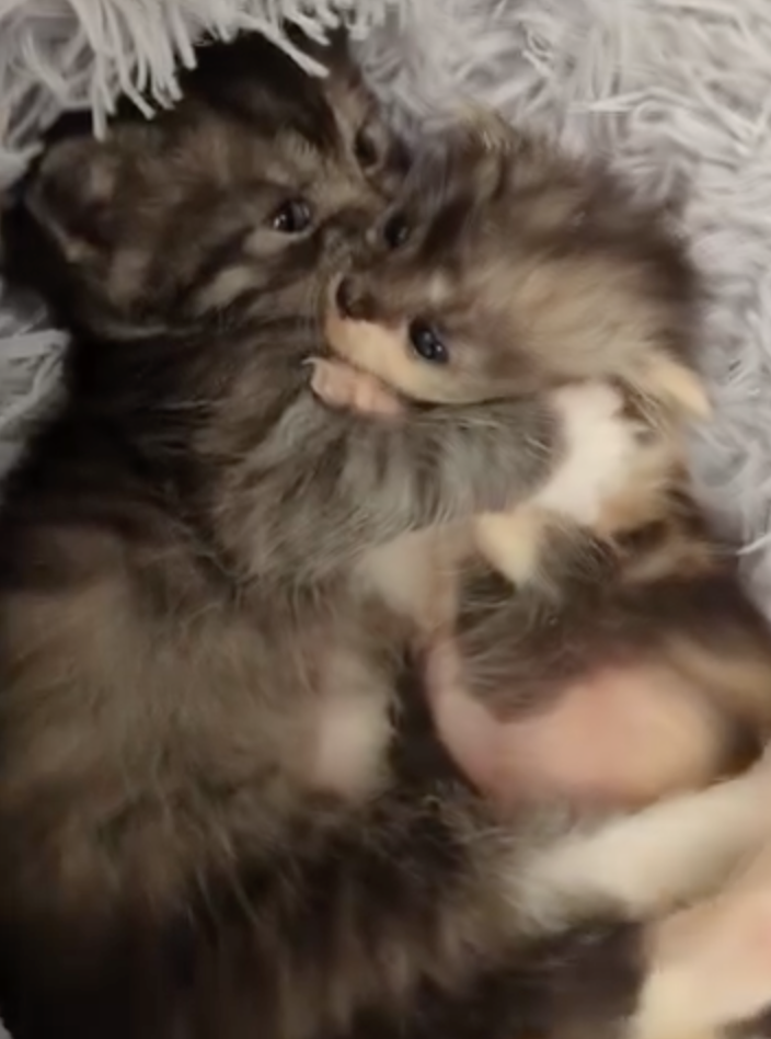 Derek, Sarah, and their kittens Lox and Lottie