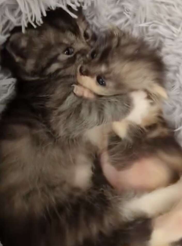 Derek, Sarah, and their kittens Lox and Lottie