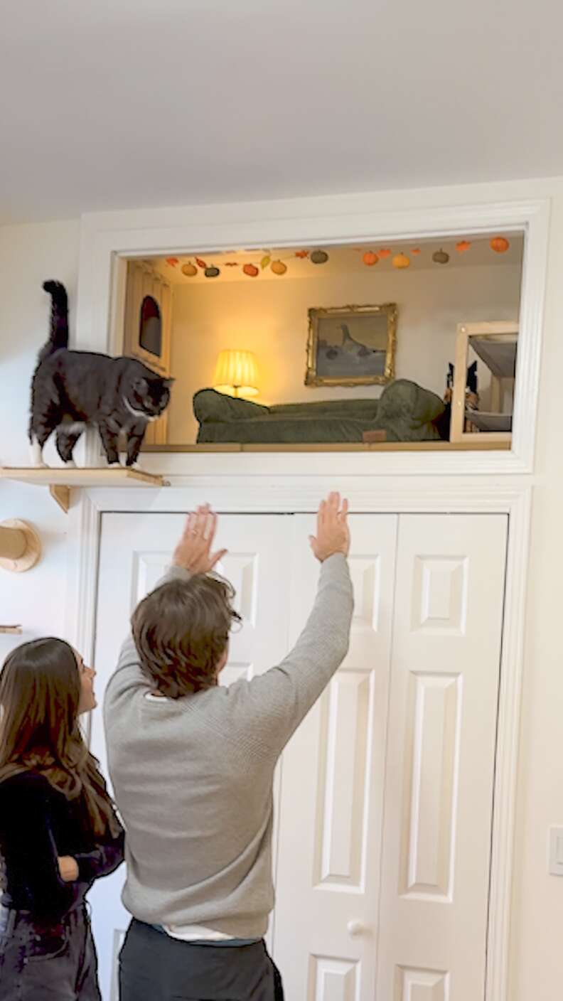 Kittens watching birds through a window feeder