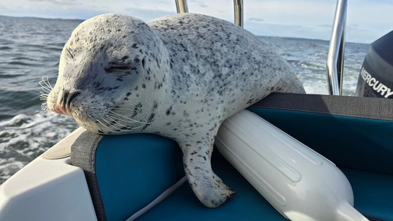 Seal sleeping on a boat