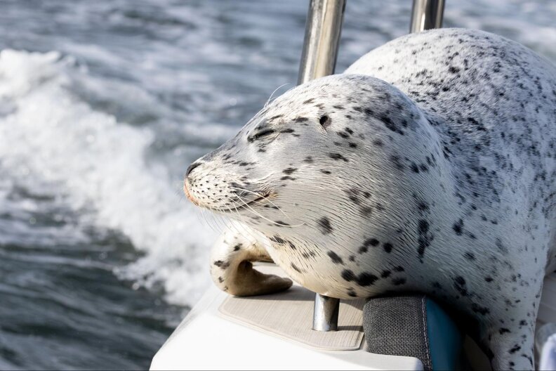 Harbor seal rests on boat