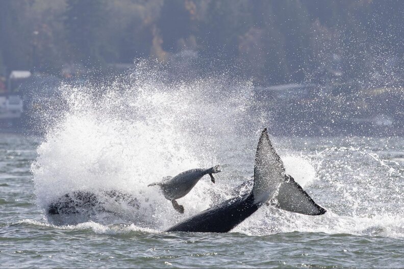 Seal thrown into the air by an orca