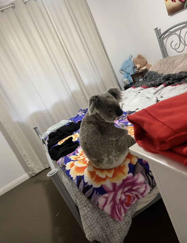 コアラのベッド