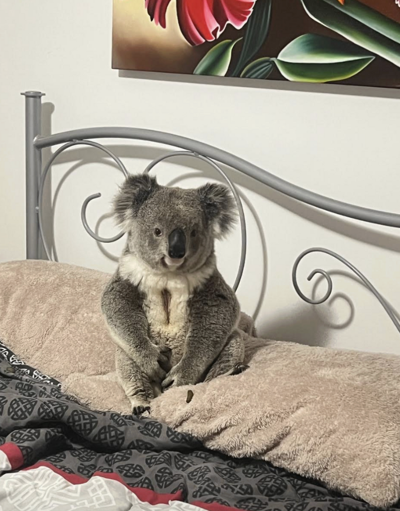 コアラのベッド