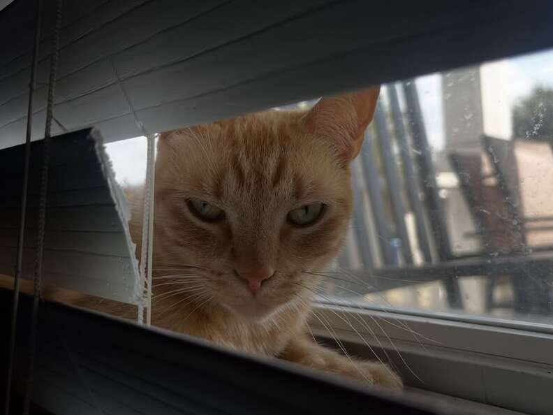 Rango relaxing in the yard on a sunny day