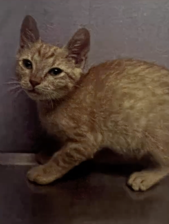 Rango the orange kitten sitting comfortably