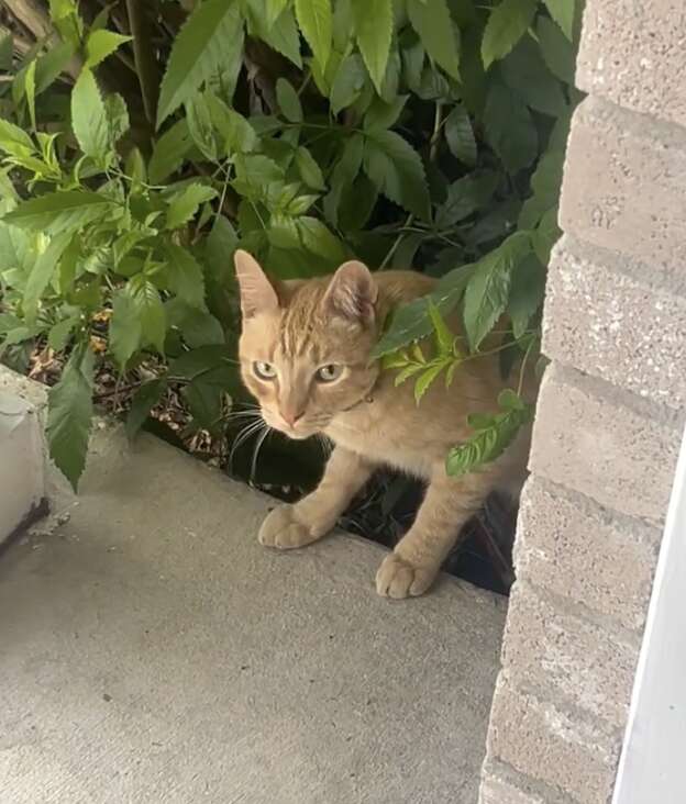 Handwritten note discovered on Rango's collar