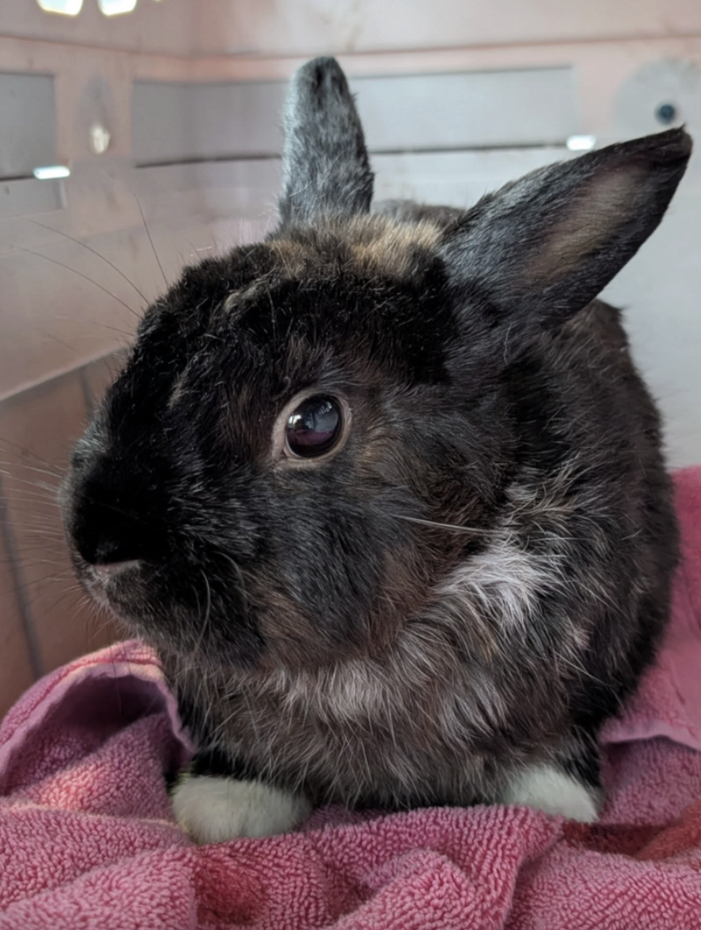 うさぎの状態を見守るジョン