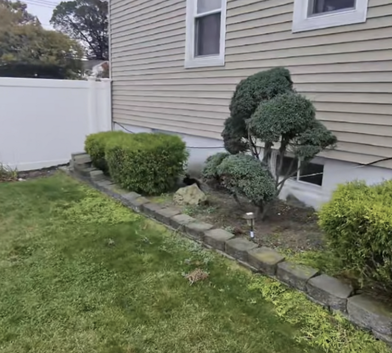 捨てられたうさぎが庭で見つかる