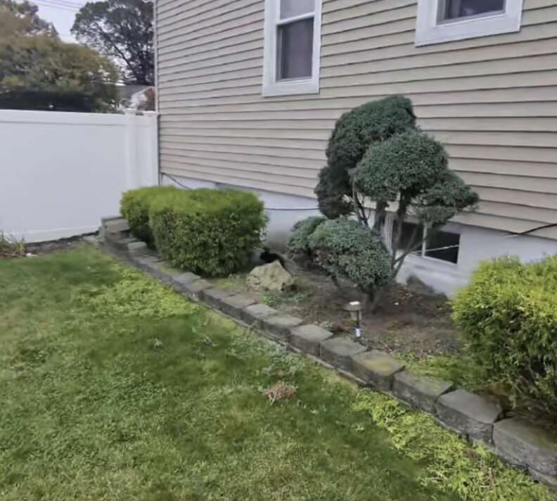 捨てられたうさぎが庭で見つかる