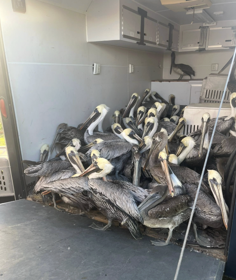 birds being transported 