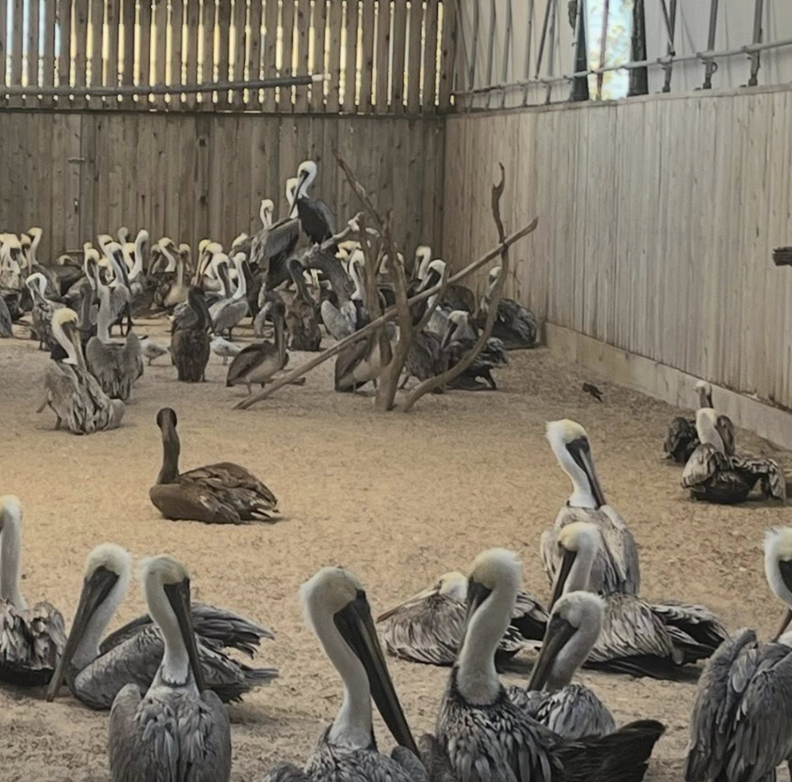 birds at rescue facility 