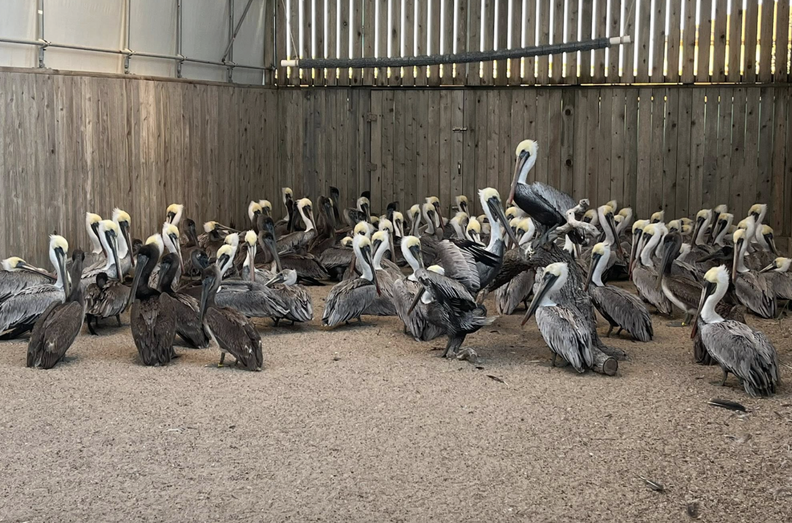 pelicans at rescue center 