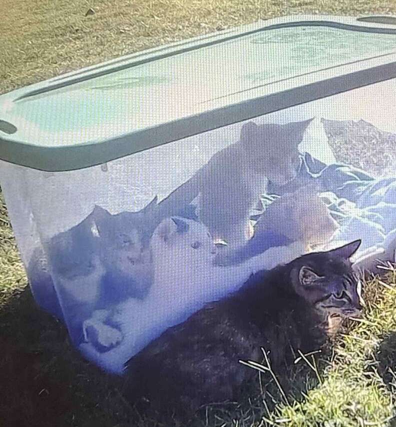 Kenna with her kittens after rescue