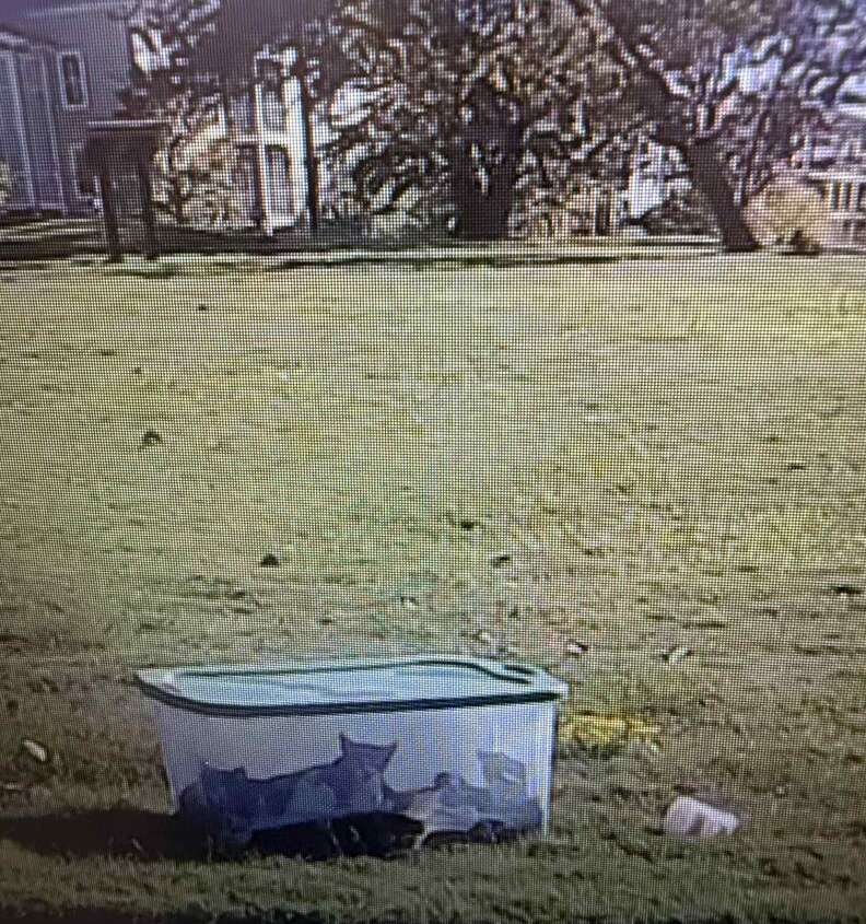 Mama cat Kenna guarding the plastic tub of kittens