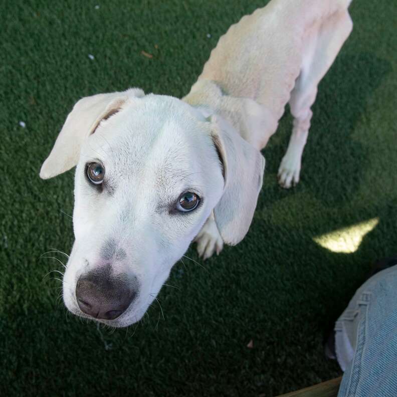 Puppy Found āCold To The Touchā In Cardboard Box Only Had Moments Left To Live