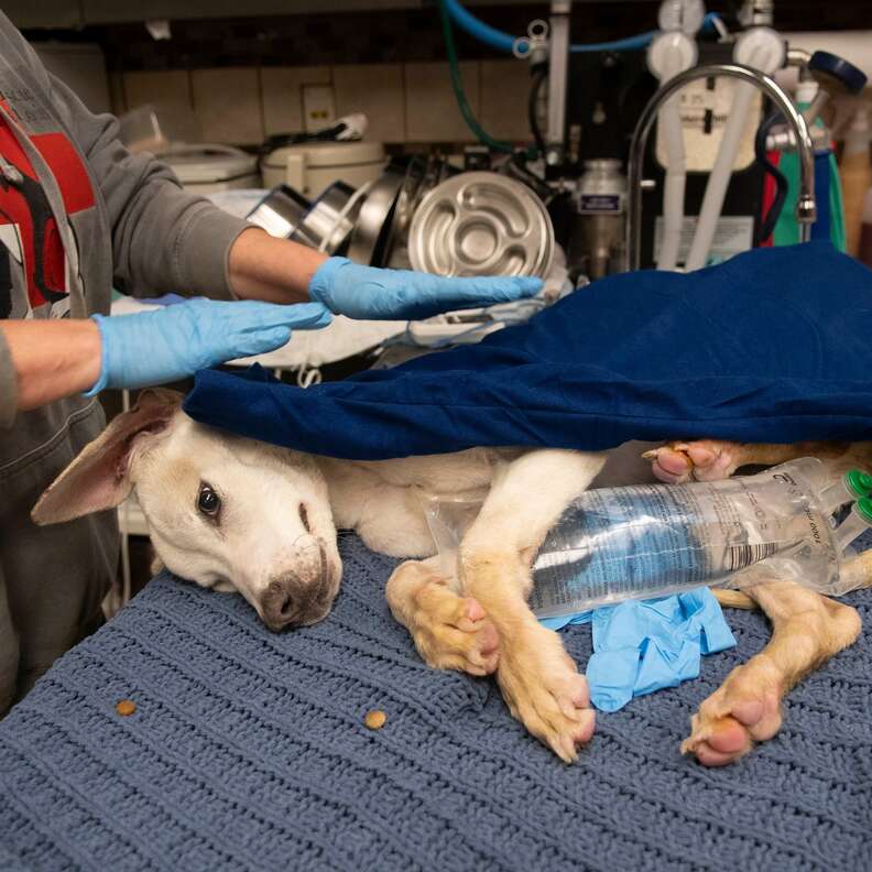 Puppy Found āCold To The Touchā In Cardboard Box Only Had Moments Left To Live