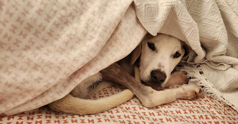 Puppy Found āCold To The Touchā In Cardboard Box Only Had Moments Left To Live