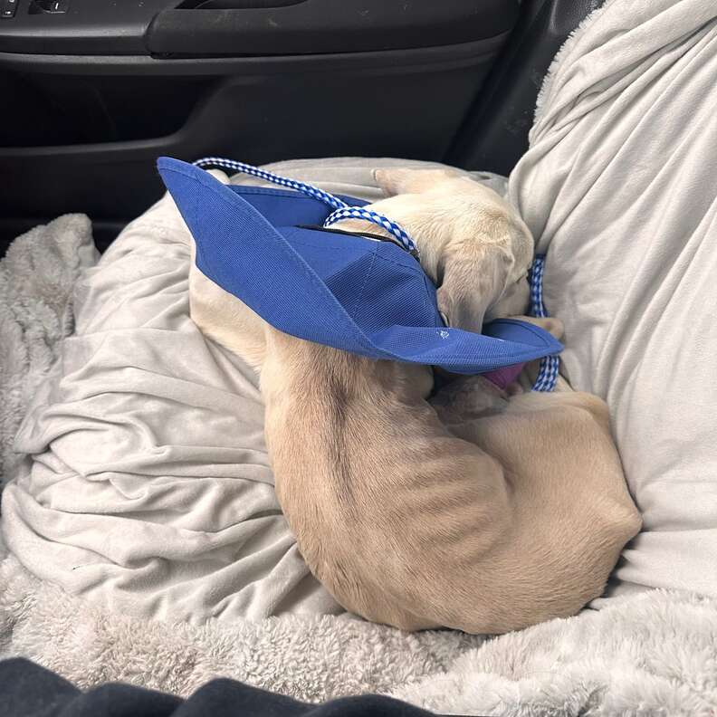 Puppy Found āCold To The Touchā In Cardboard Box Only Had Moments Left To Live