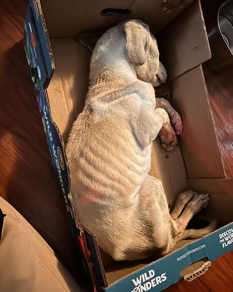 Puppy Found āCold To The Touchā In Cardboard Box Only Had Moments Left To Live