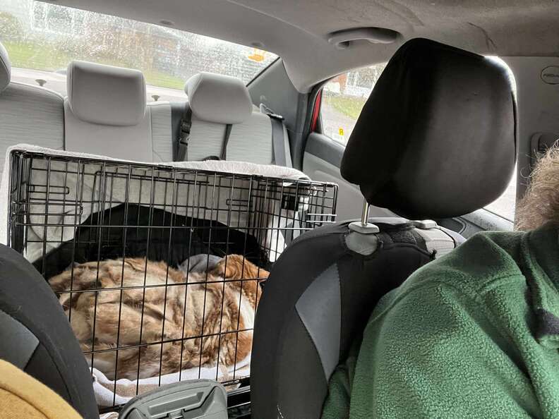 Bandit before his rescue with severe matting and overweight