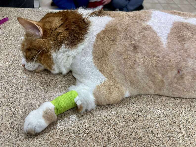Bandit relaxed, clean and happy in his foster home