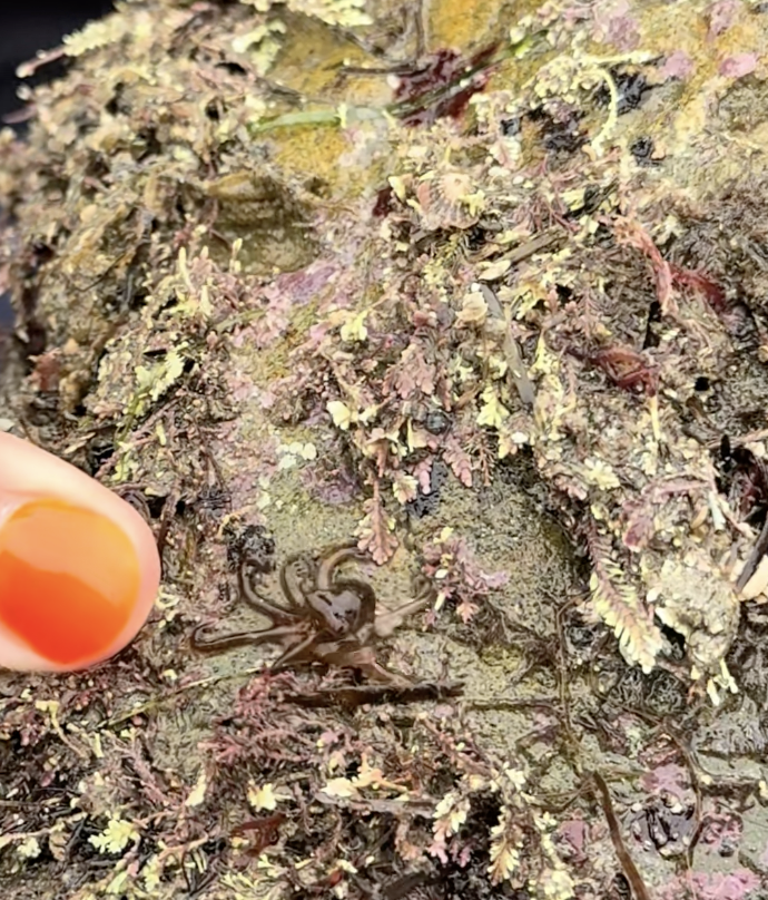 Baby octopus on a rock