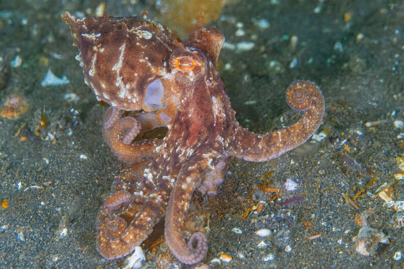 Octopus close up