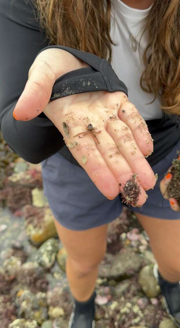 Rebecca with the baby octopus