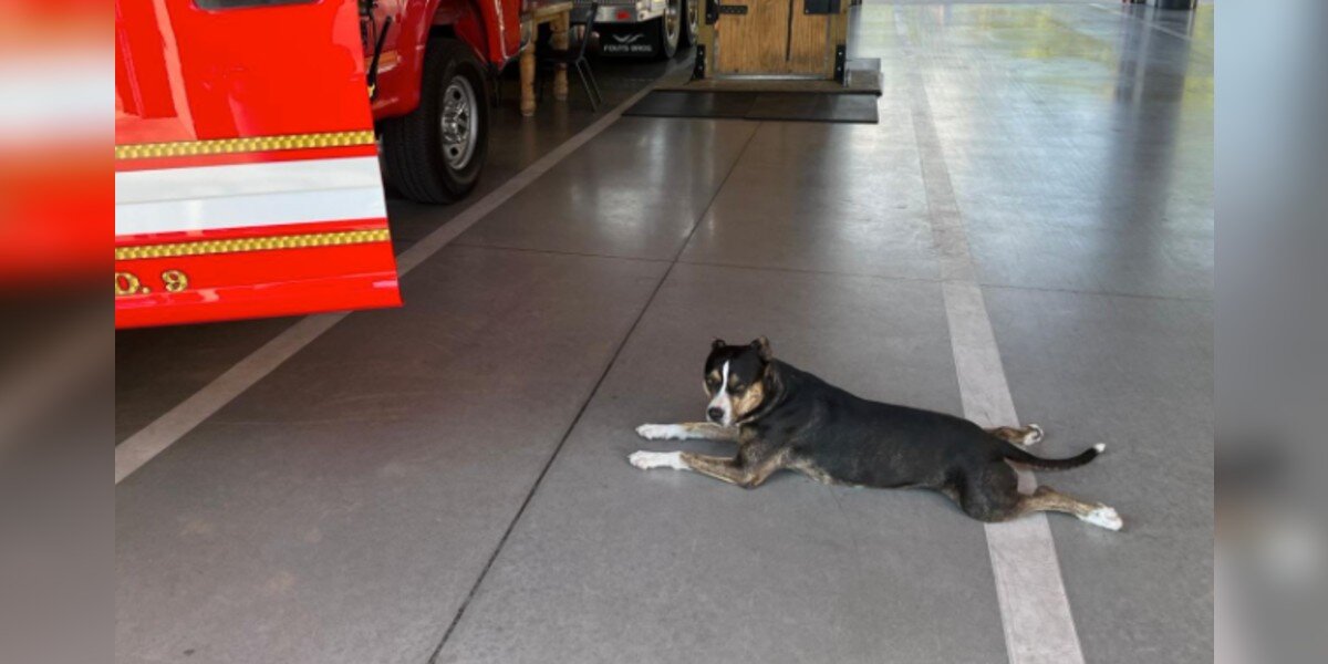 Dog Walks Into Fire Station And Makes Herself At Home — Then They Learn Why