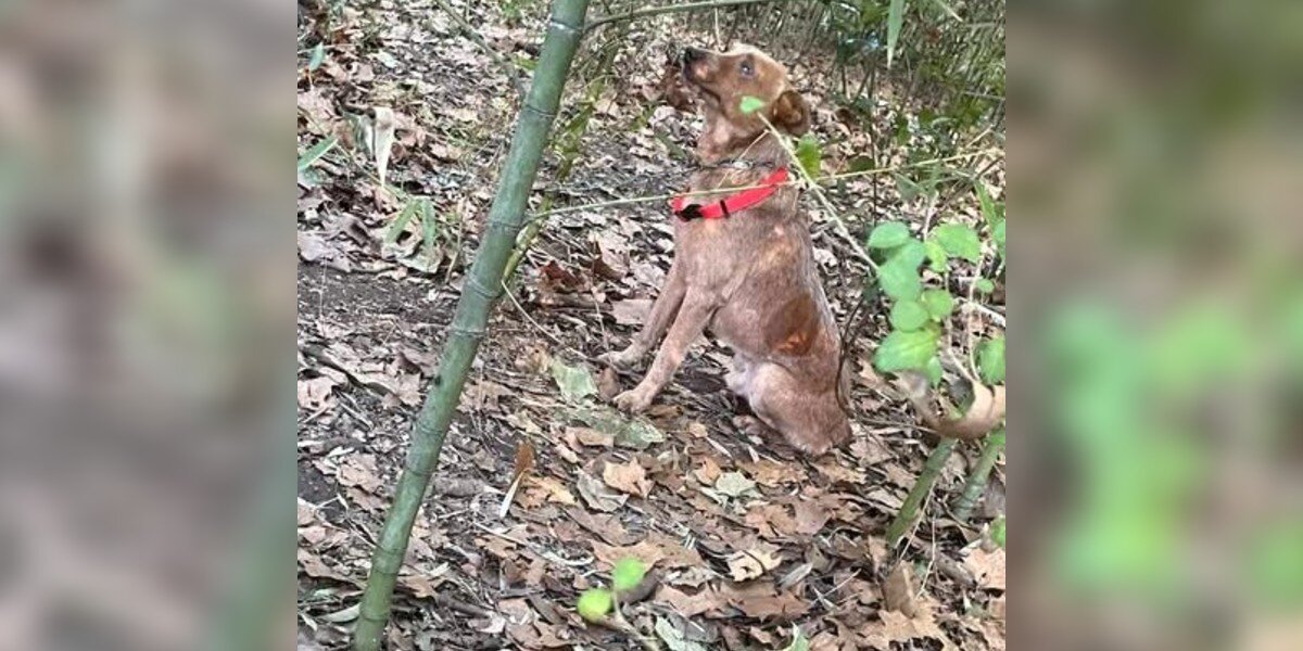 Kids Hear Whimpering In The Woods And Find A Frightened Dog Chained To Tree